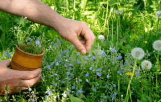 veilig gebruik van geneeskrachtige planten