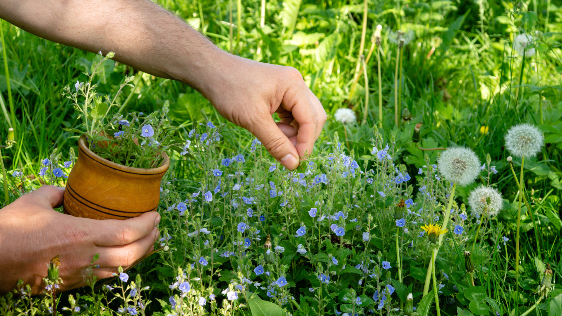 veilig gebruik van geneeskrachtige planten