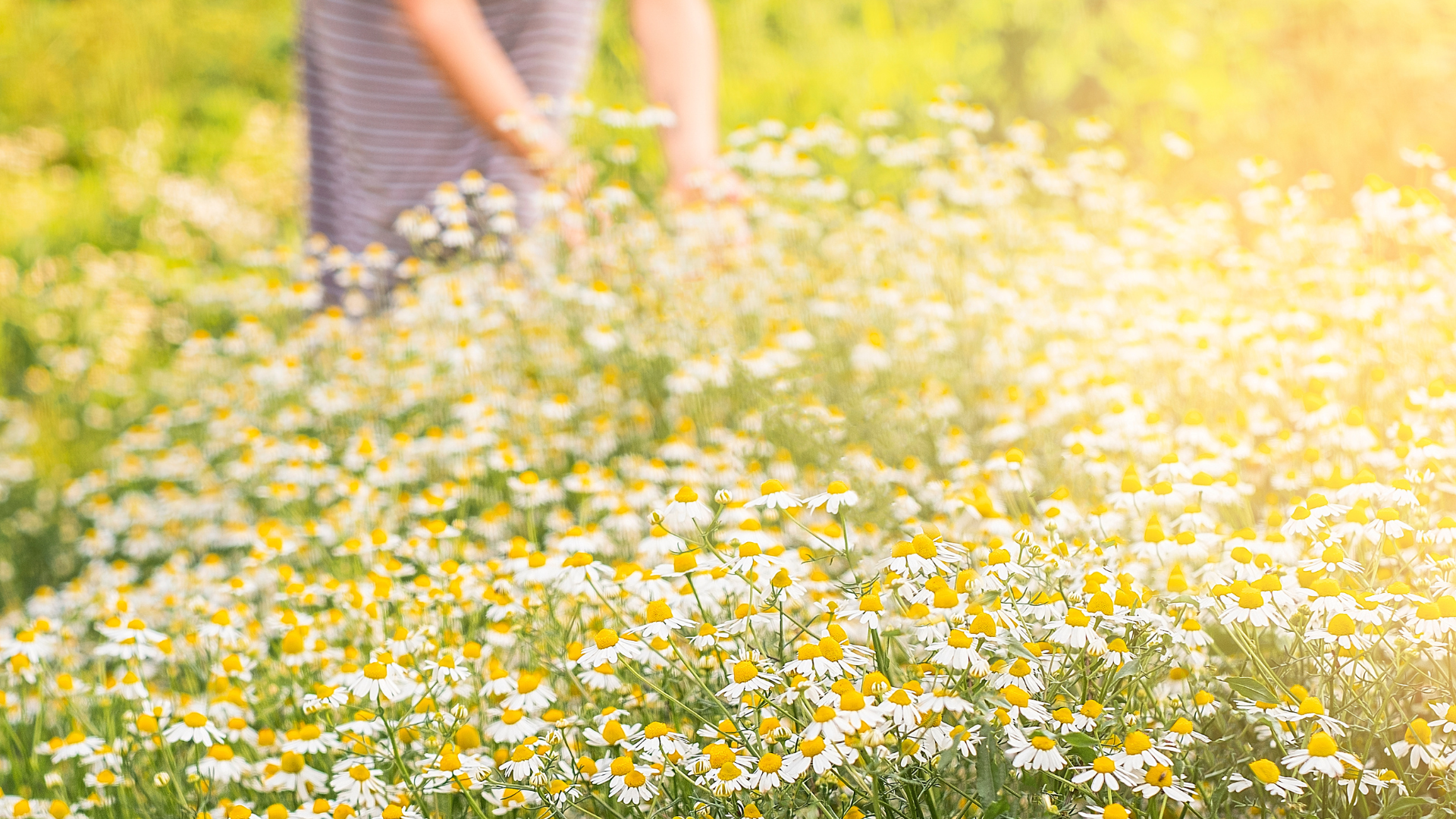 wildplukken van kruiden
